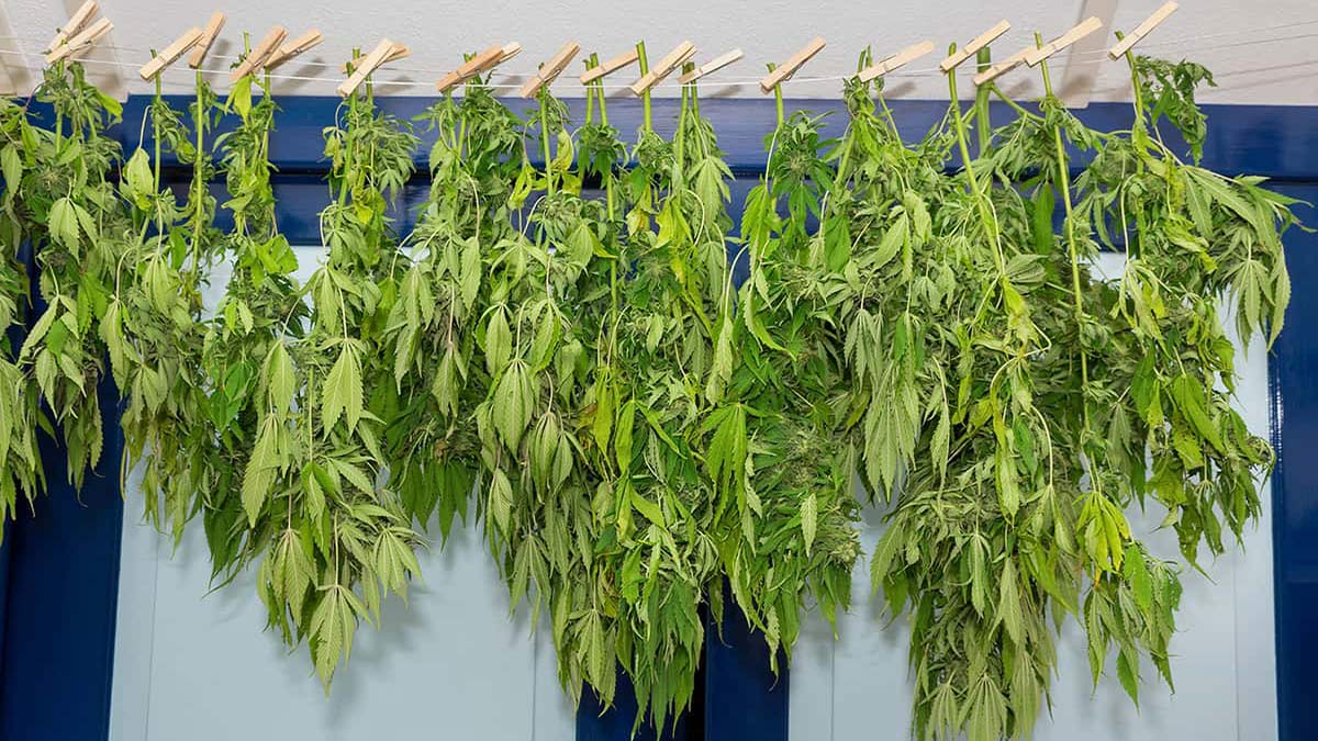 Image of Drying and Curing of Weed