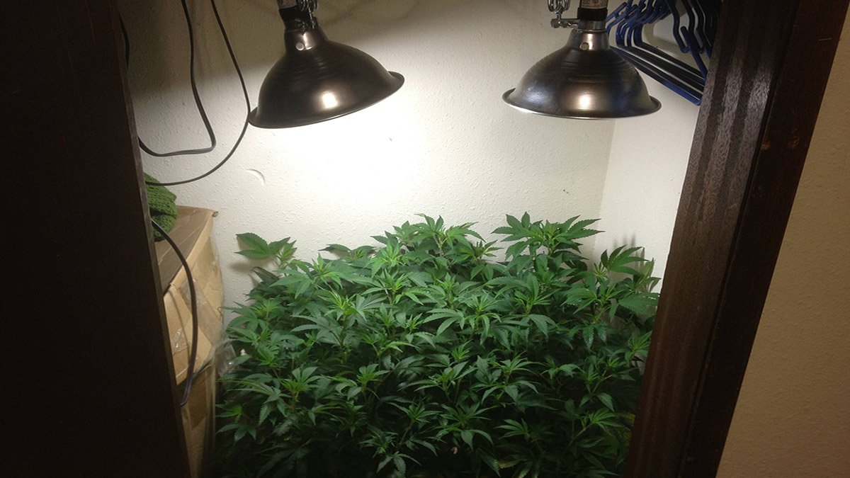 Image of Weed Plants in a Closet