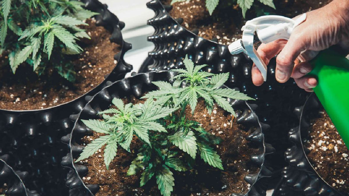 Image of Watering Weed