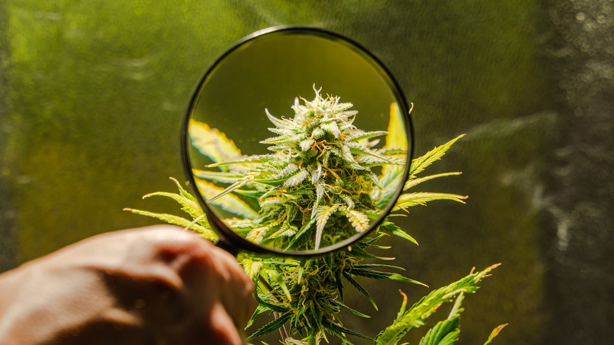 Image of cannabis buds looking through a magnifying glass