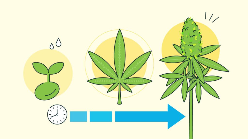 How Long Does It Take To Grow Weed Rolling Paper