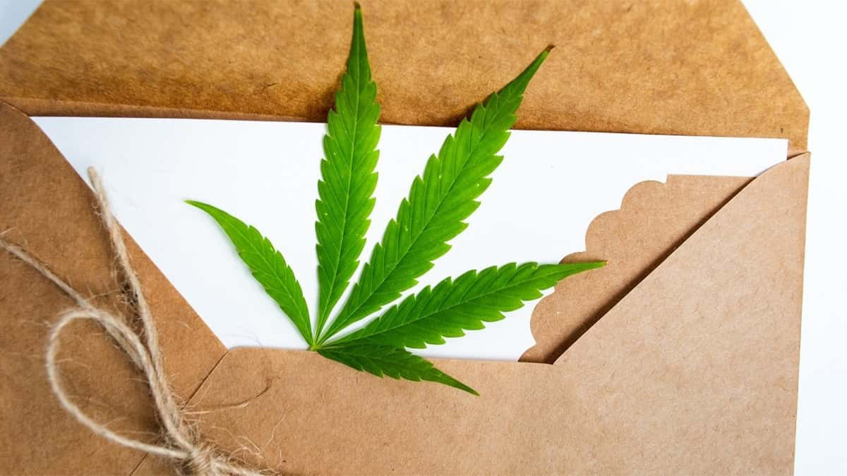 Hemp Leaf Inside an Mail Envelope