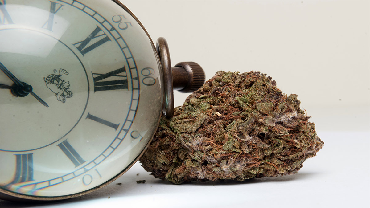 Image of Hemp Bud and Pocket Watch