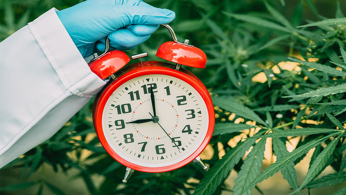 Image of Hand Holding Alarm Clock and Weed Plants in the Background