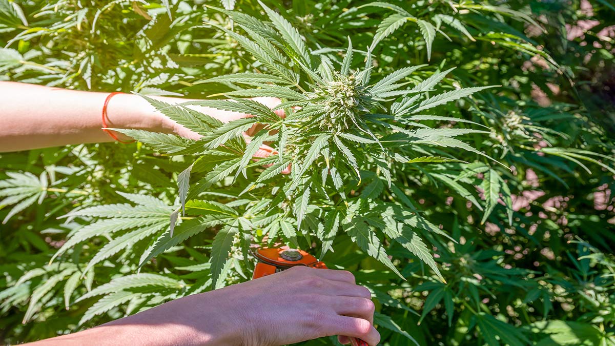 Hands Cutting Hemp Plant