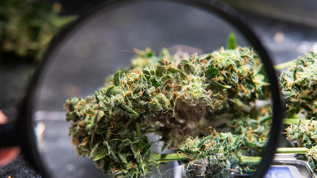 Magnifying Glass Looking at Hemp Buds