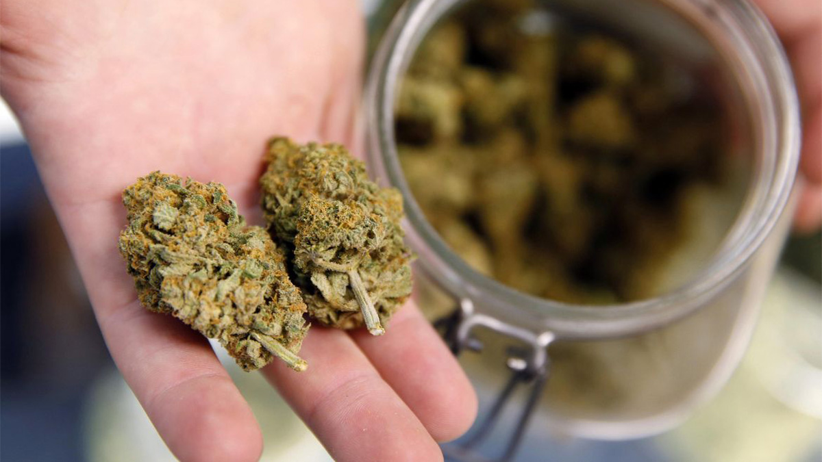 Image of a Hand Holding Hemp Buds and a Container