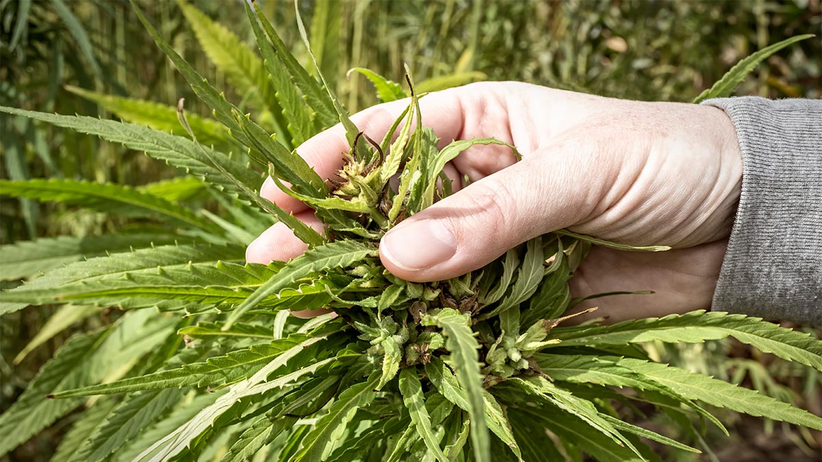 Image of Hand Holding Marijuana Plant