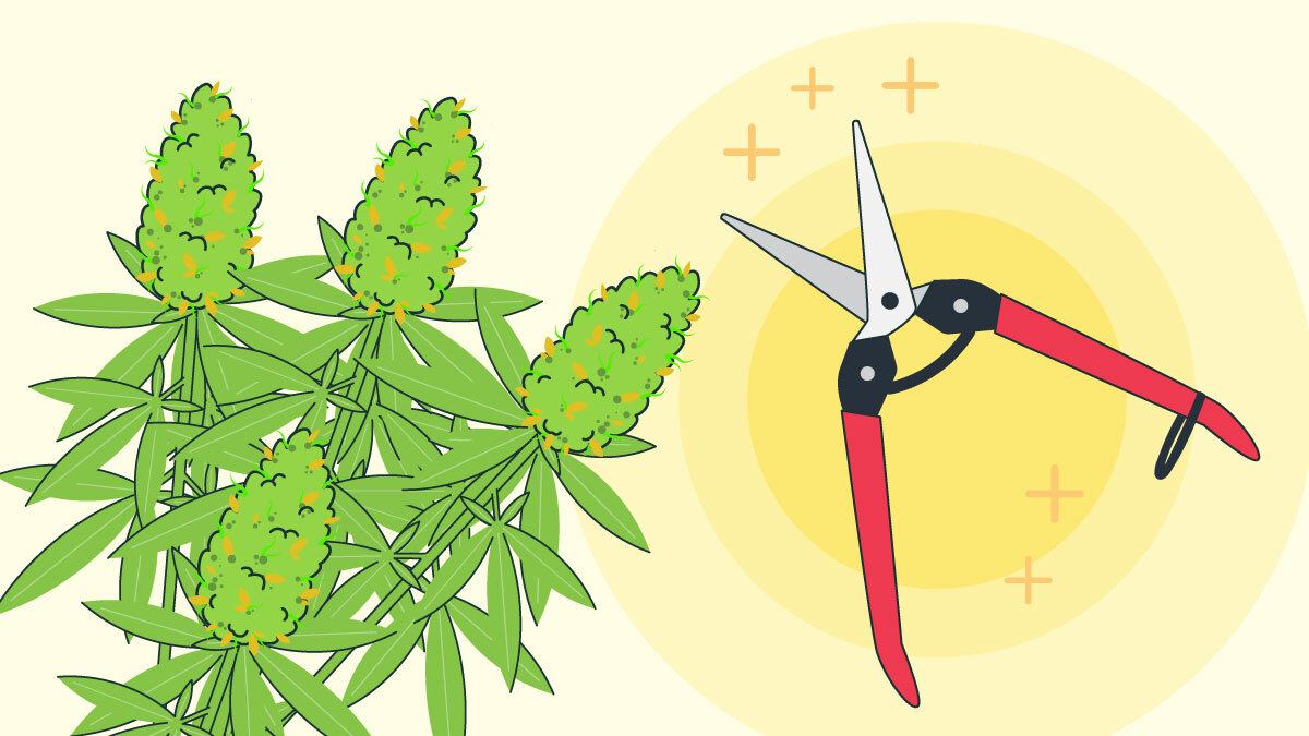 Illustration for How and When to Harvest Marijuana Plant