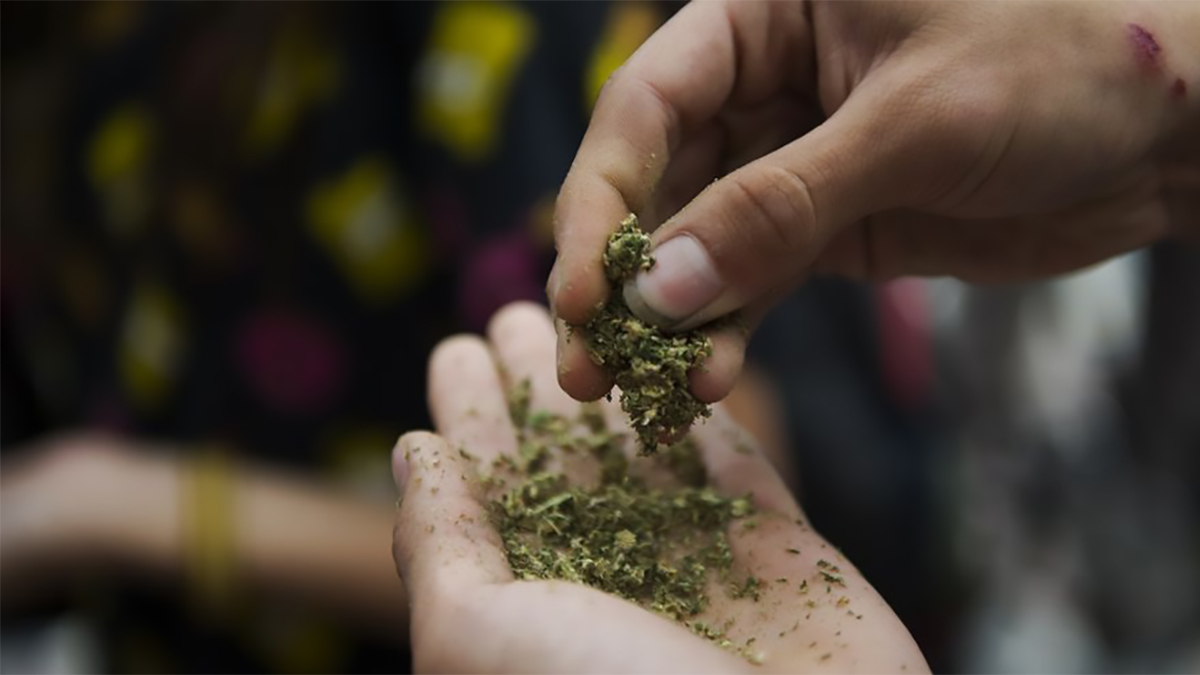 Image of Hands crushing Hemp Bud