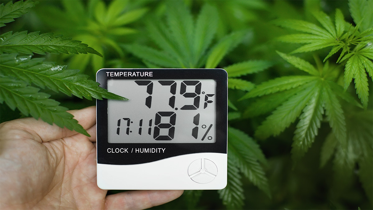 Image of hand checking the humidity of hemp plant