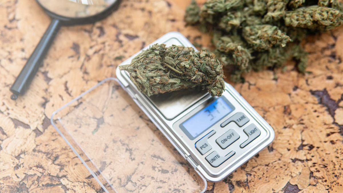 Weed Buds being weighed on a scale