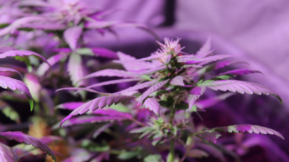 Purple cannabis being grown