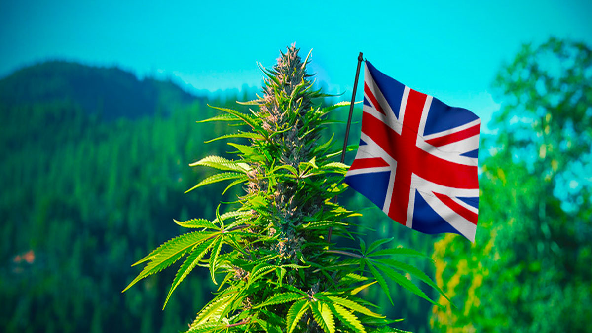 Picture of weed plant with the UK flag
