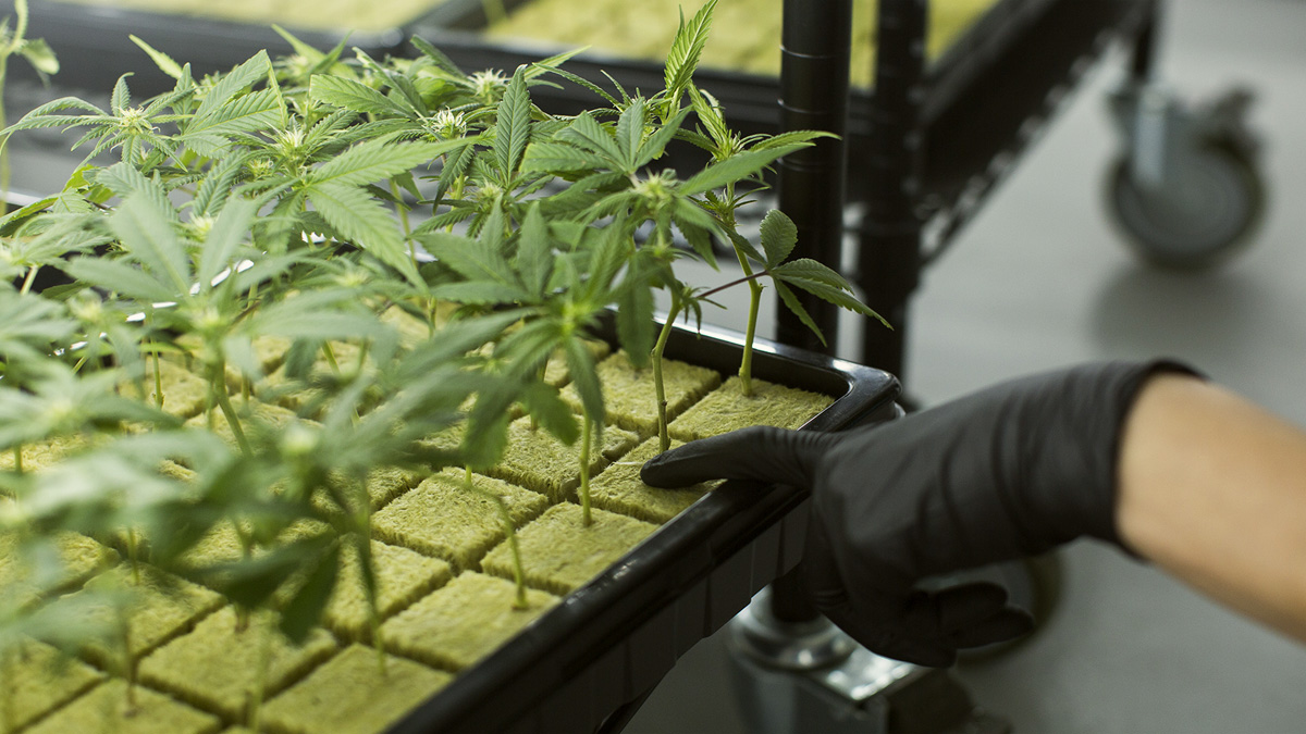 Image of Hydroponic weed being grown