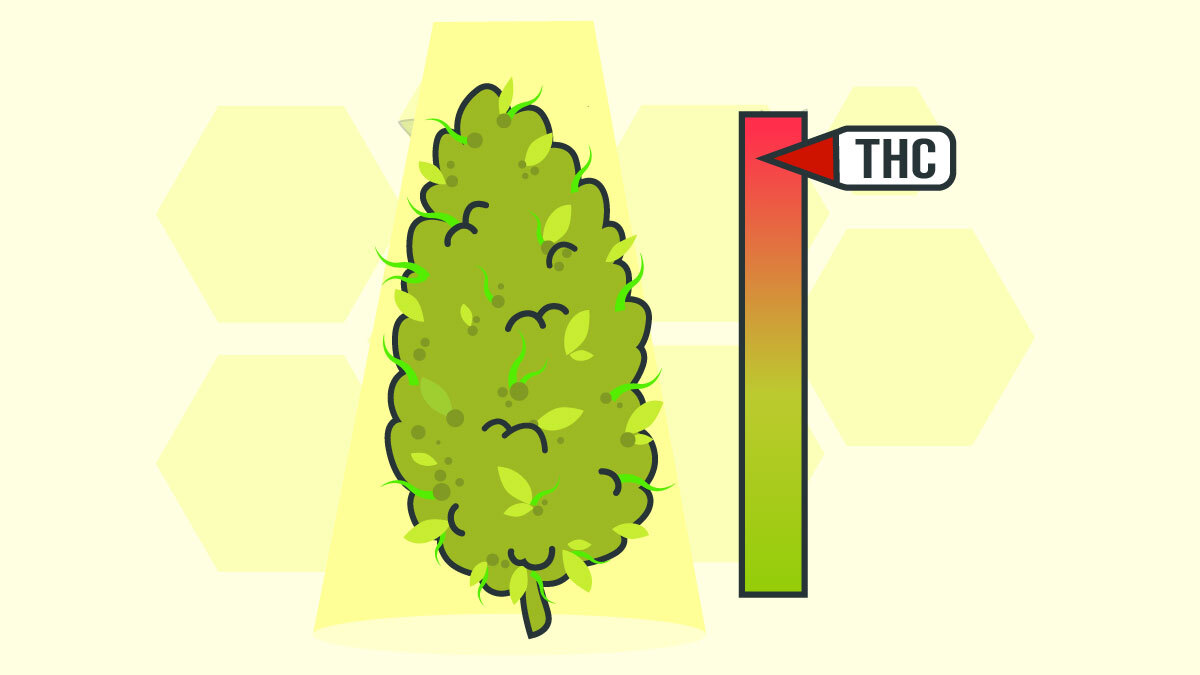 Illustration for Highest THC Strain