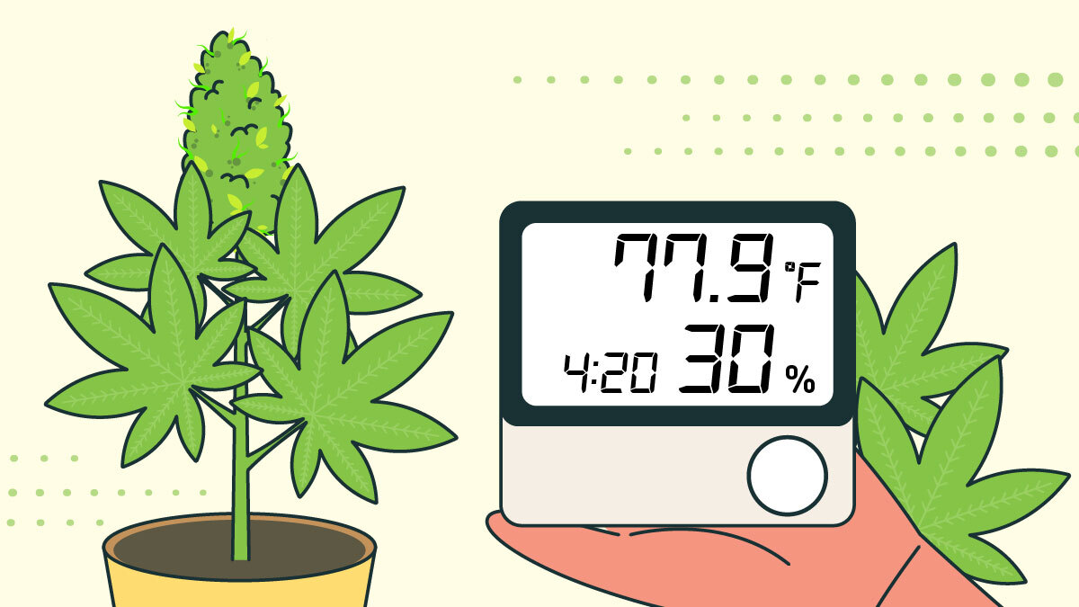 Illustration of Best Humidity and Temperature When Growing Cannabis