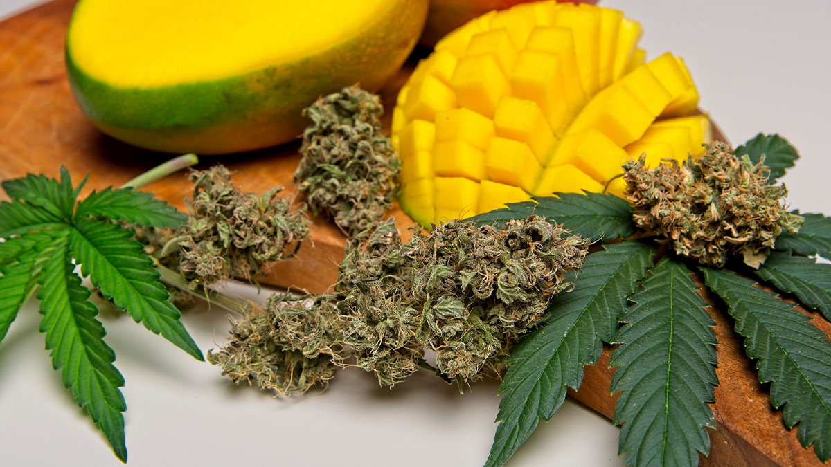 Cut mango fruit with marijuana leaves and bud on a wooden cutting board