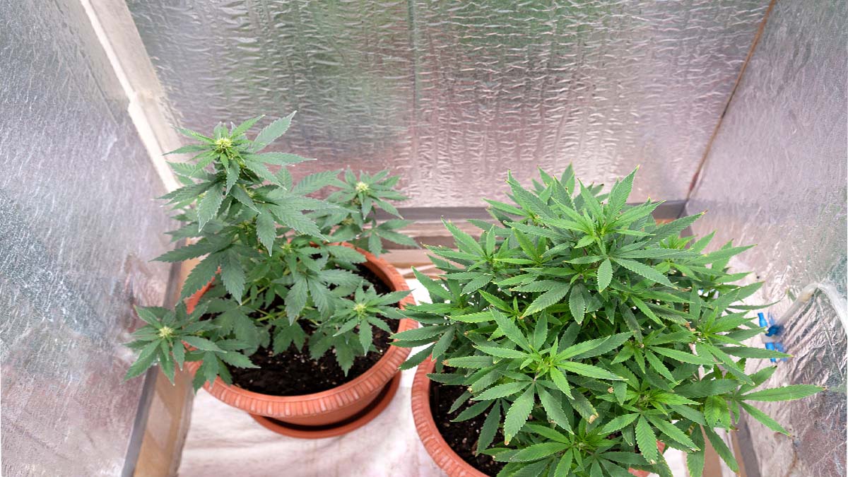 A marijuana grow box with two bushes of weed in pots at home