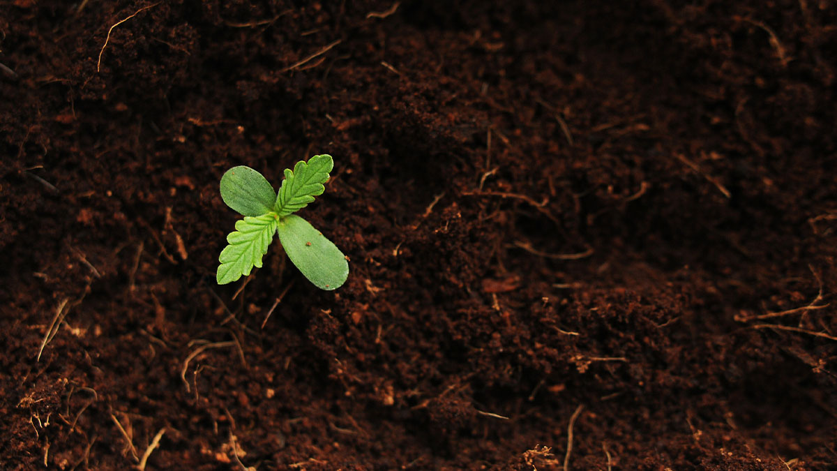 A marijuana bud in a live soil