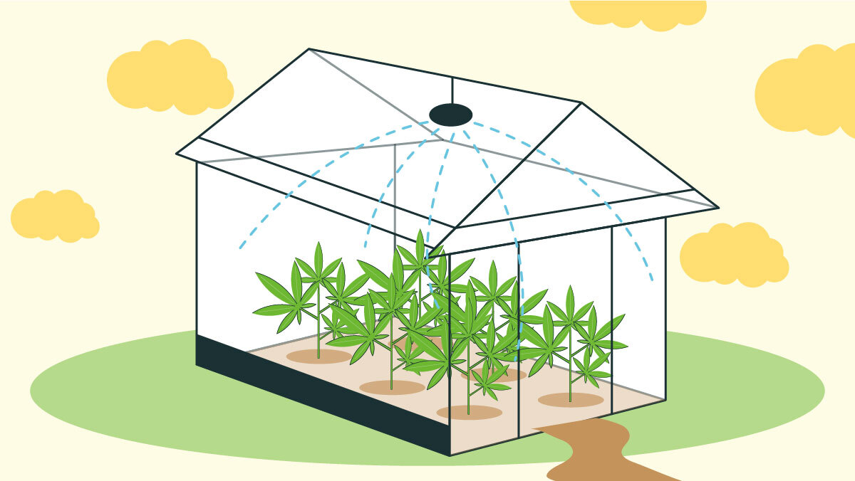 Illustration for How to grow weed in greenhouse