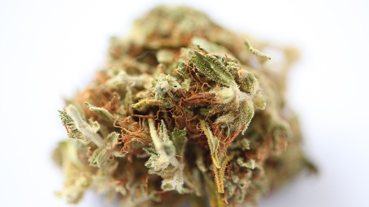 An OG kush marijuana bud in white background