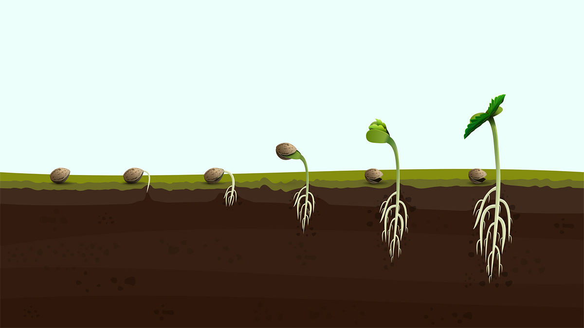 Stages of cannabis germination from seed to sprouting phase