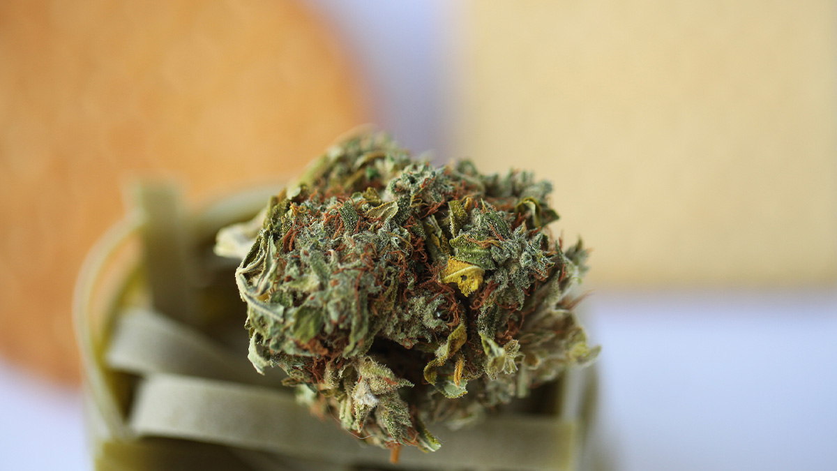 A bud of thai weed strain with a blurred background