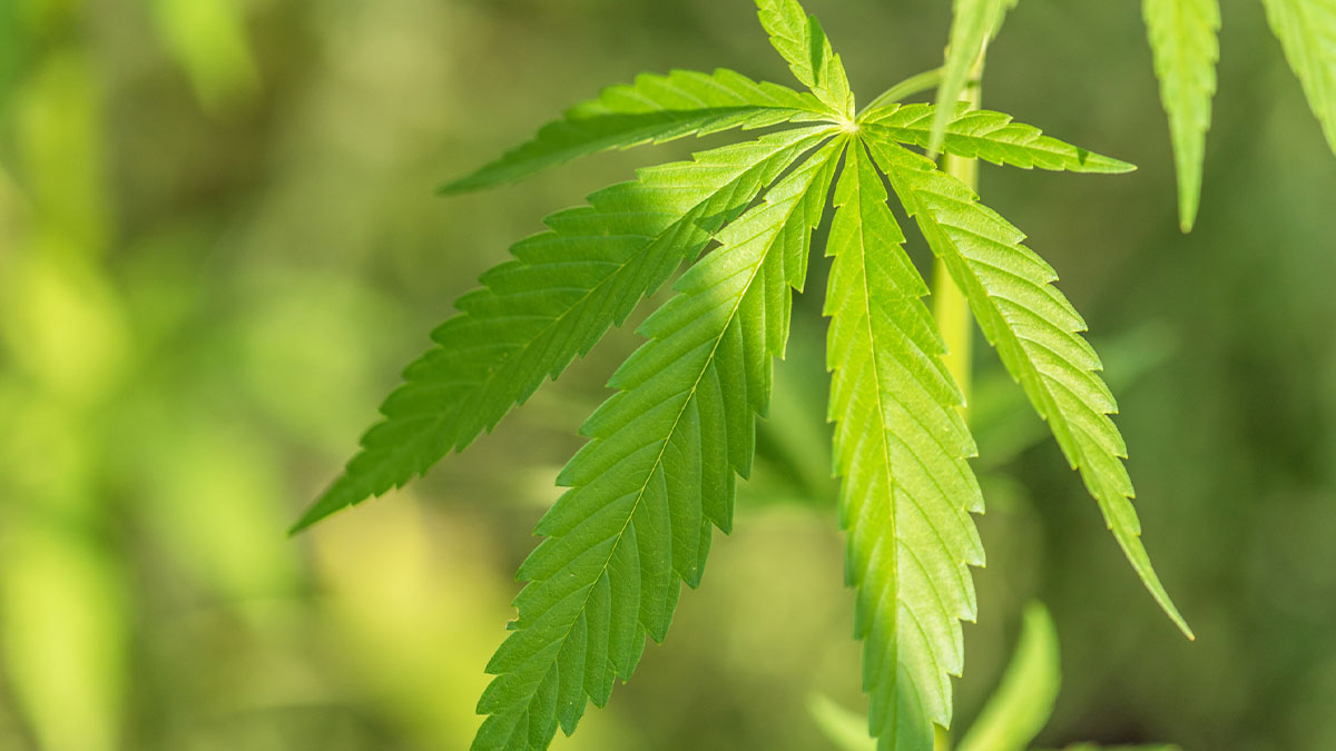 Image of Young male cannabis plant