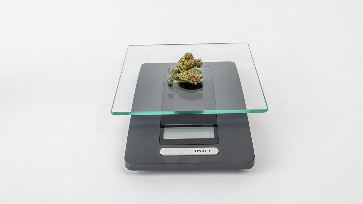 One gram of dried medical marijuana buds on a scale on a white background