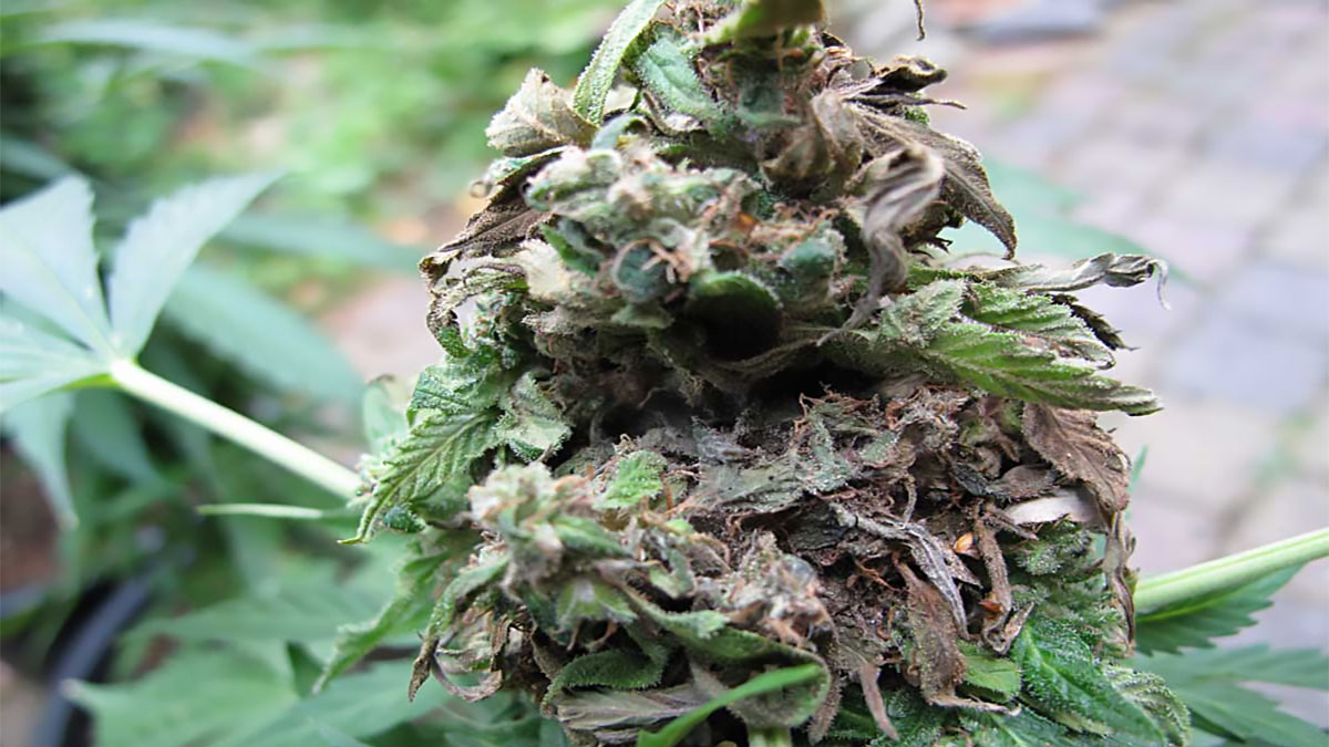 Image of rotting weed bud