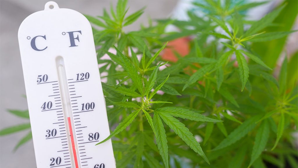 Cannabis Temperatures Advice For Indoor Growers