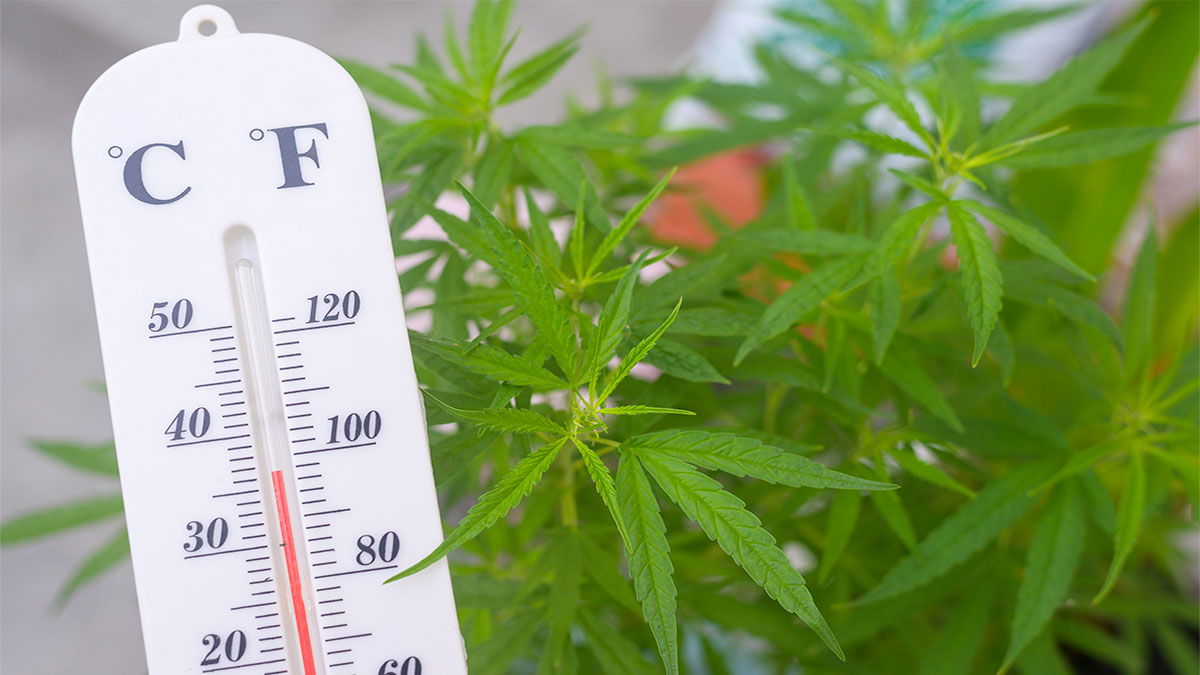 Image of thermometer and weed plants