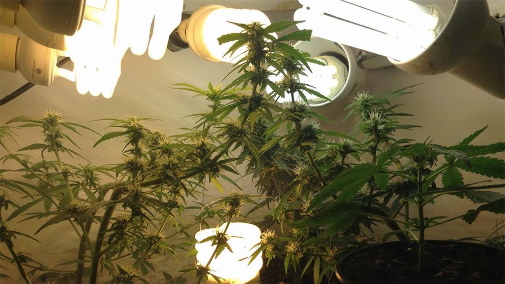 CFL Grow Guide Shedding Light On Fluorescent Grow Lights