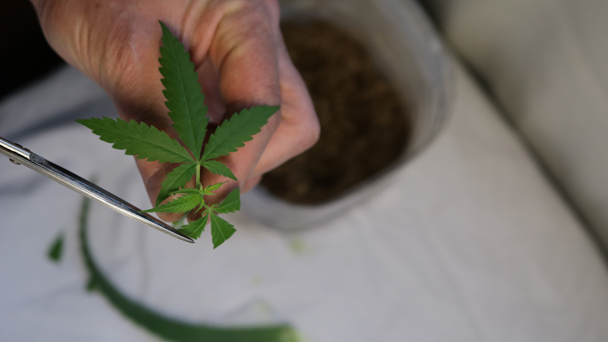 Image of hand cutting weeds