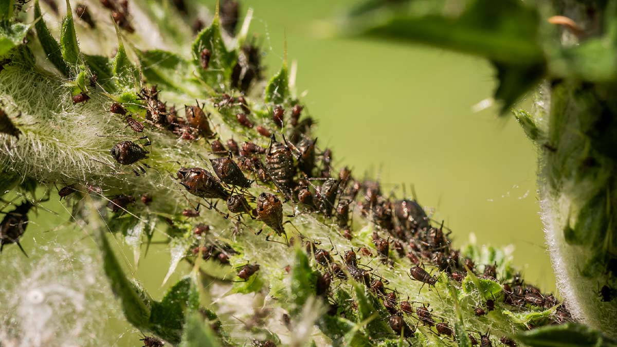 A colony of spider mites with web on a weed plant