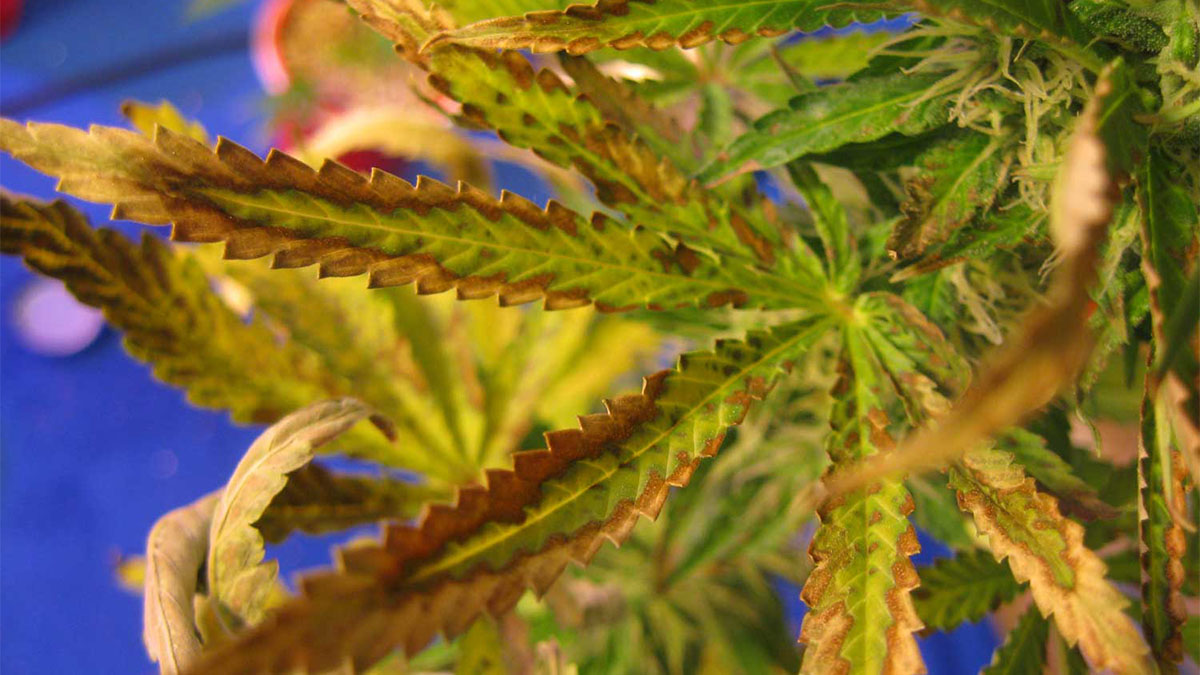Nutrient deficient marijuana plant with leaves turning yellow and brown