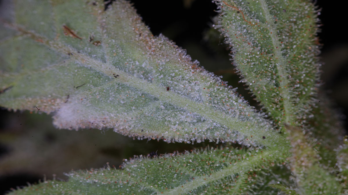 Image of Weed Flower with Powdery Mildew