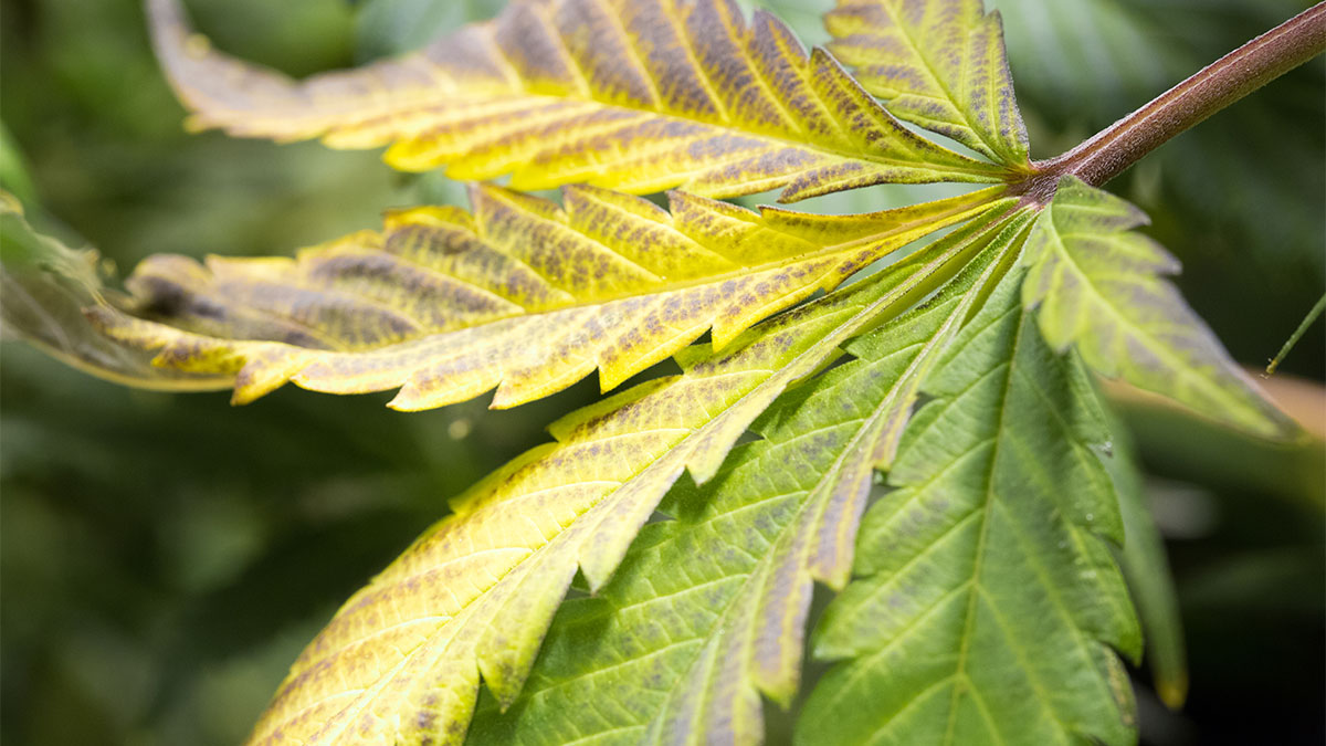 Image of weed leaf turning yellow