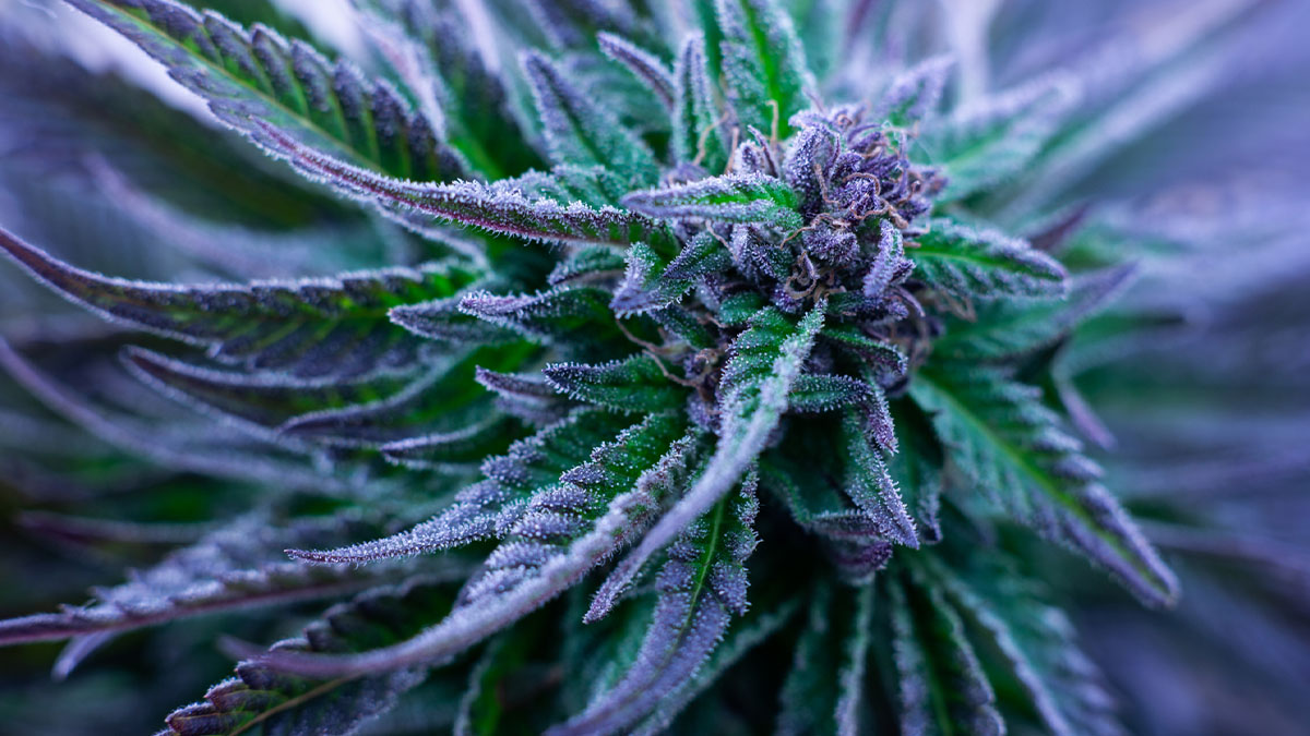 Beautiful marijuana strain in purple and blue colors