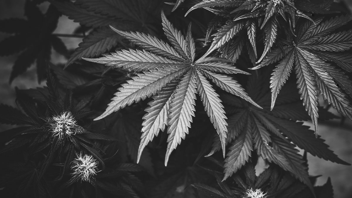 Black cannabis in black background