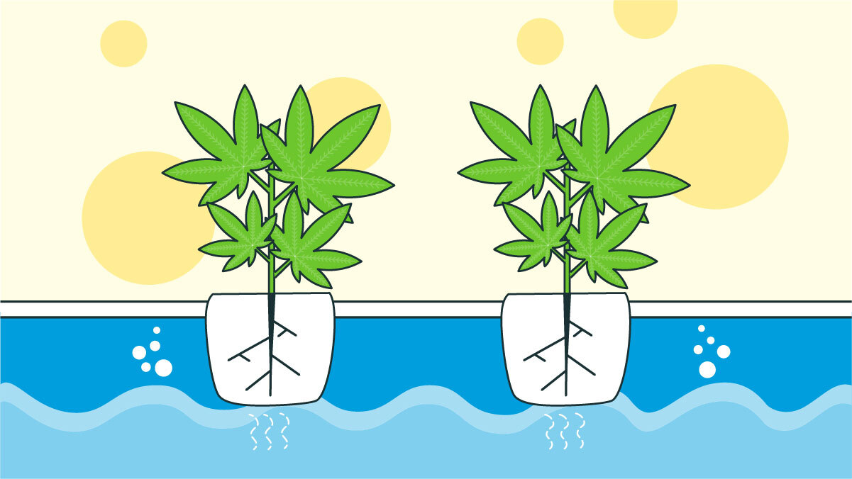 Illustration of Growing Hydroponic Cannabis at Home