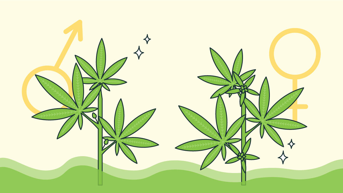 Determine Sex Of Cannabis Plants Signs Of Male Vs Female 1726