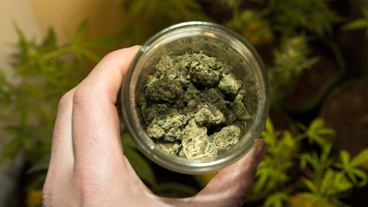 Weed buds on a jar with marijuana leaves on the background