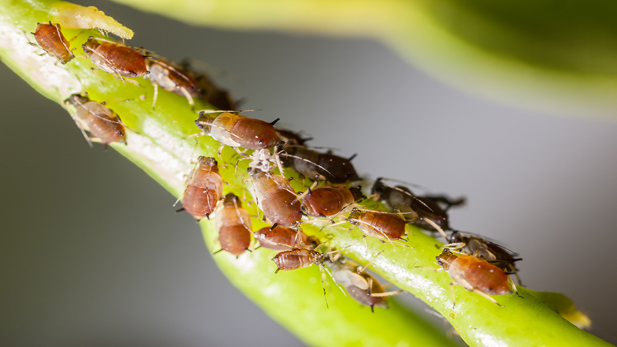 Image of Aphids Crawling on Weed Stem