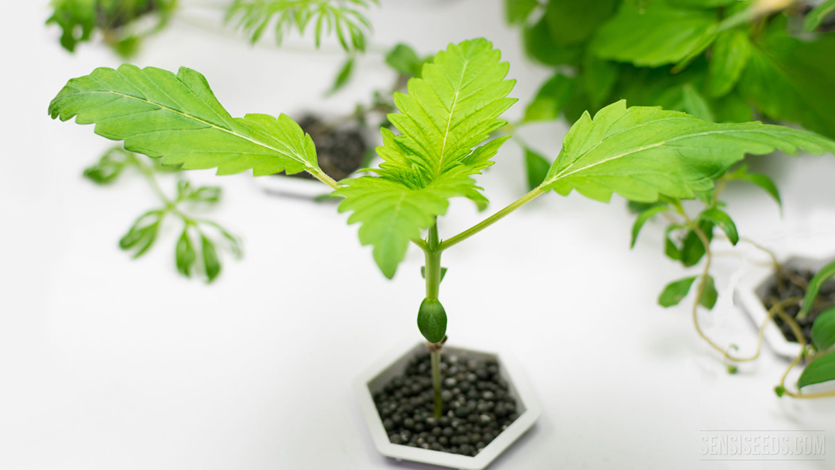 Image of growing cannabis in aquaponics