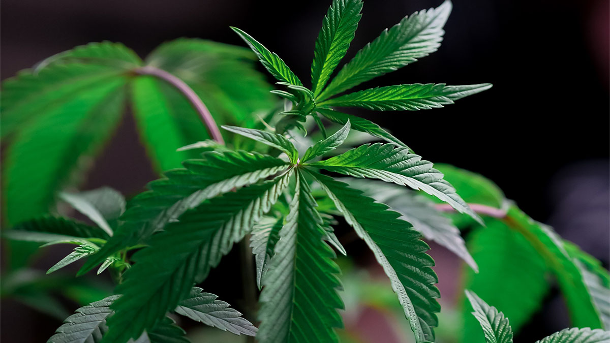 Image of Marijuana Plant