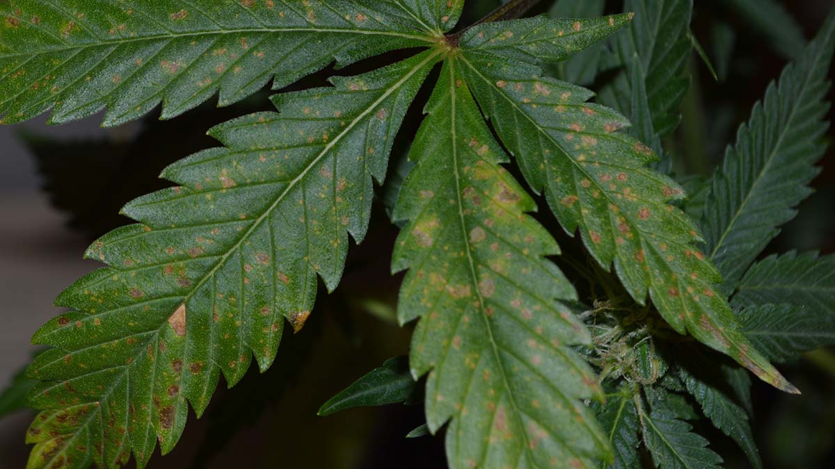 Image of Marijuana with yellowspots