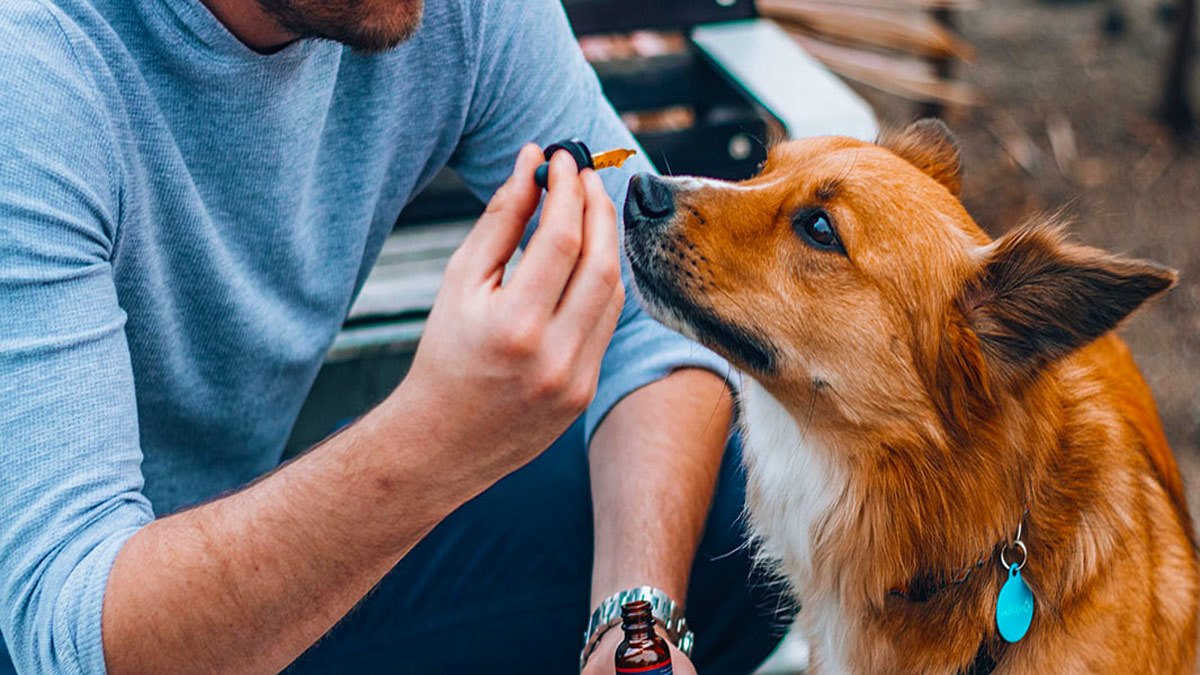 Man feeding his dog CBD