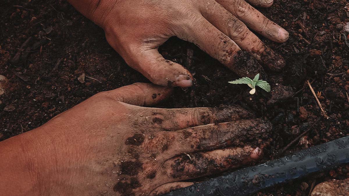 Close up of man planting cannabis on a good weed soil.